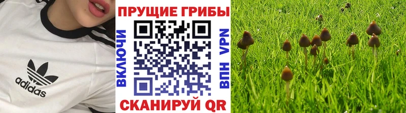 Галлюциногенные грибы Psilocybe  Радужный 